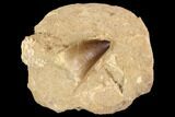 Mosasaur (Prognathodon) Tooth In Rock - Nice Tooth #91443-1